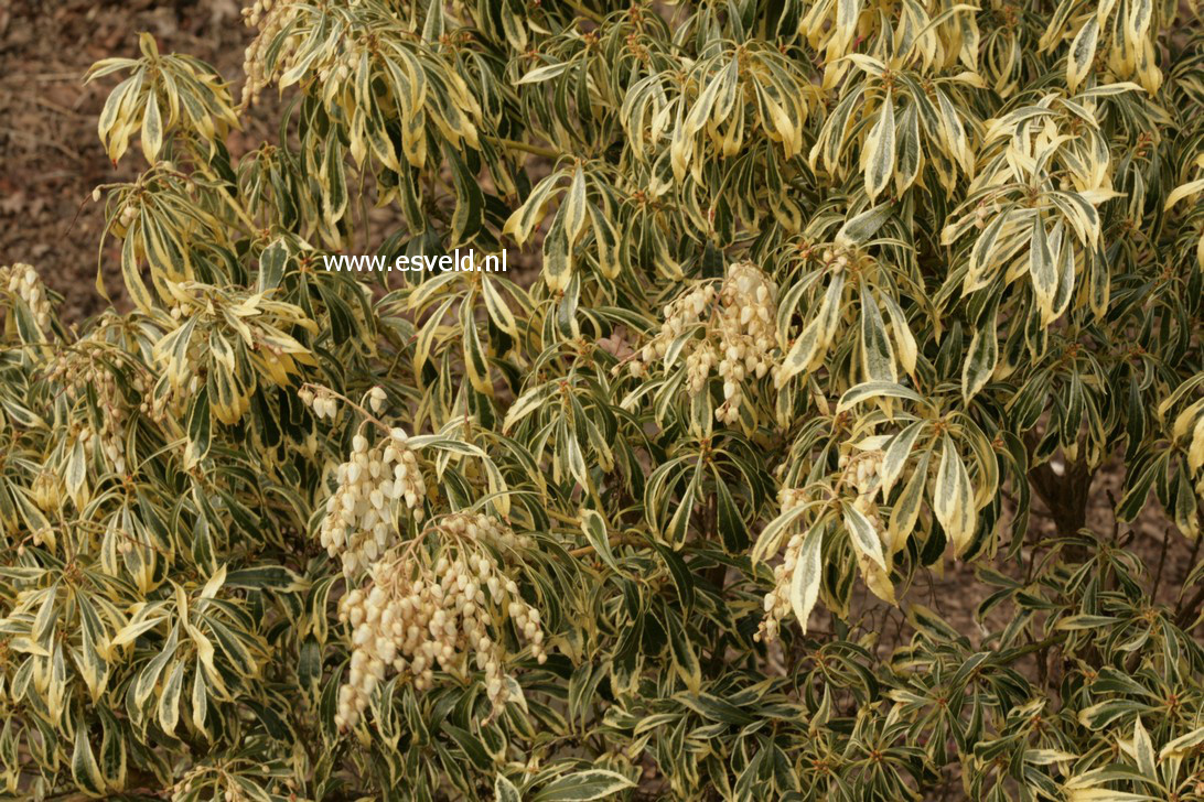 Pieris japonica 'Variegata'