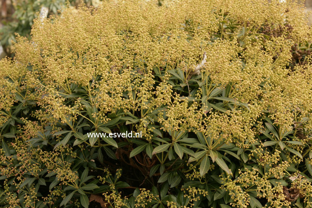 Pieris japonica 'Debutante'