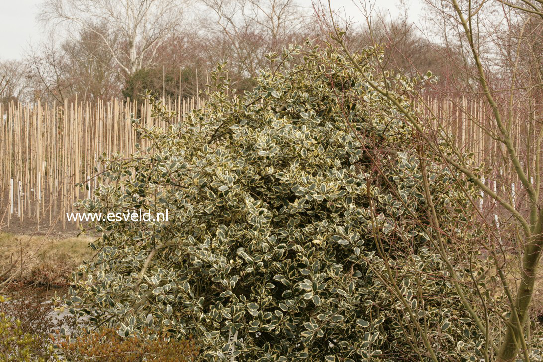 Ilex aquifolium 'Argentea Marginata Pendula'