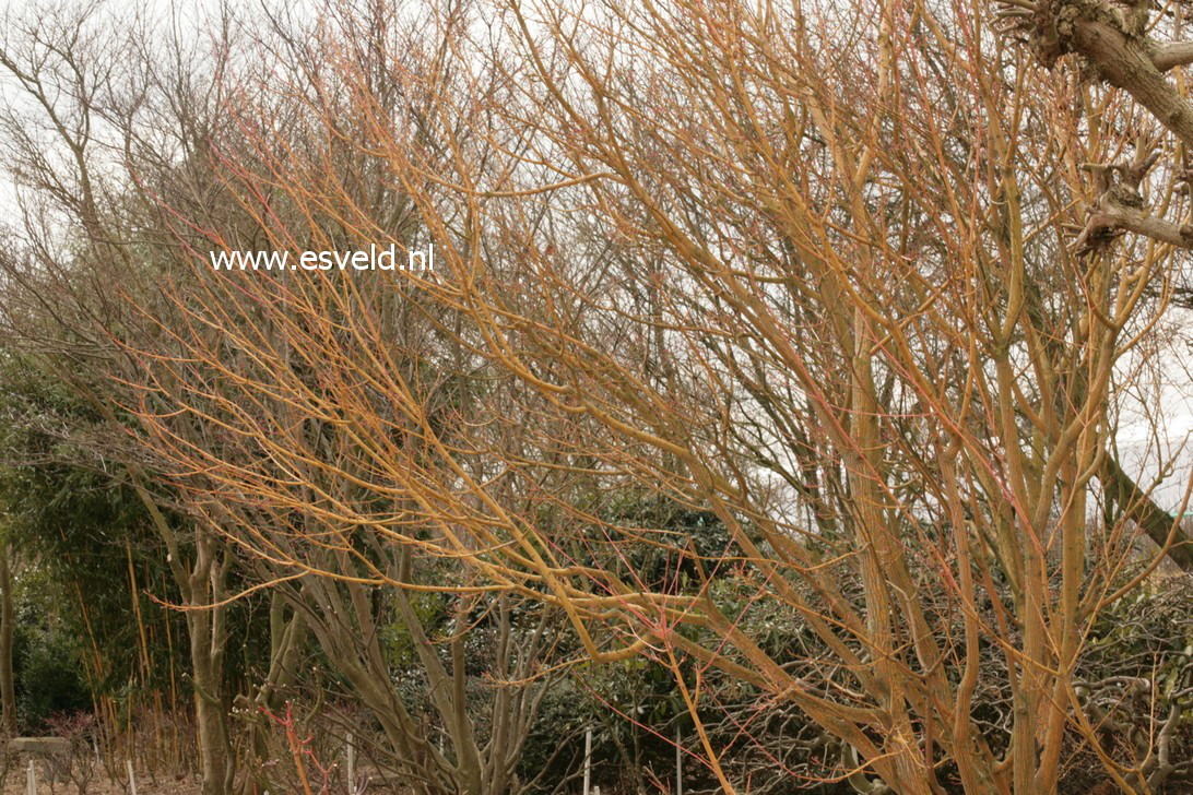 Acer rufinerve 'Erythrocladum'