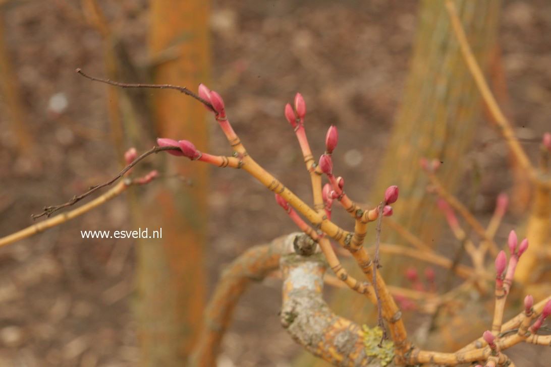 Acer rufinerve 'Erythrocladum'