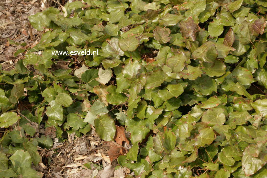 Epimedium perralchicum 'Frohnleiten'