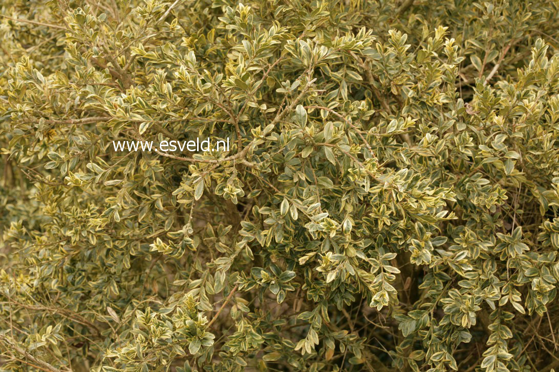 Buxus sempervirens 'Variegata'