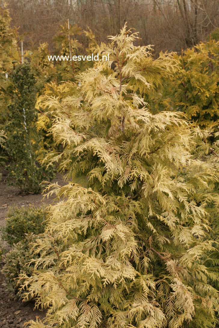 Thuja plicata 'Gracilis Aurea'