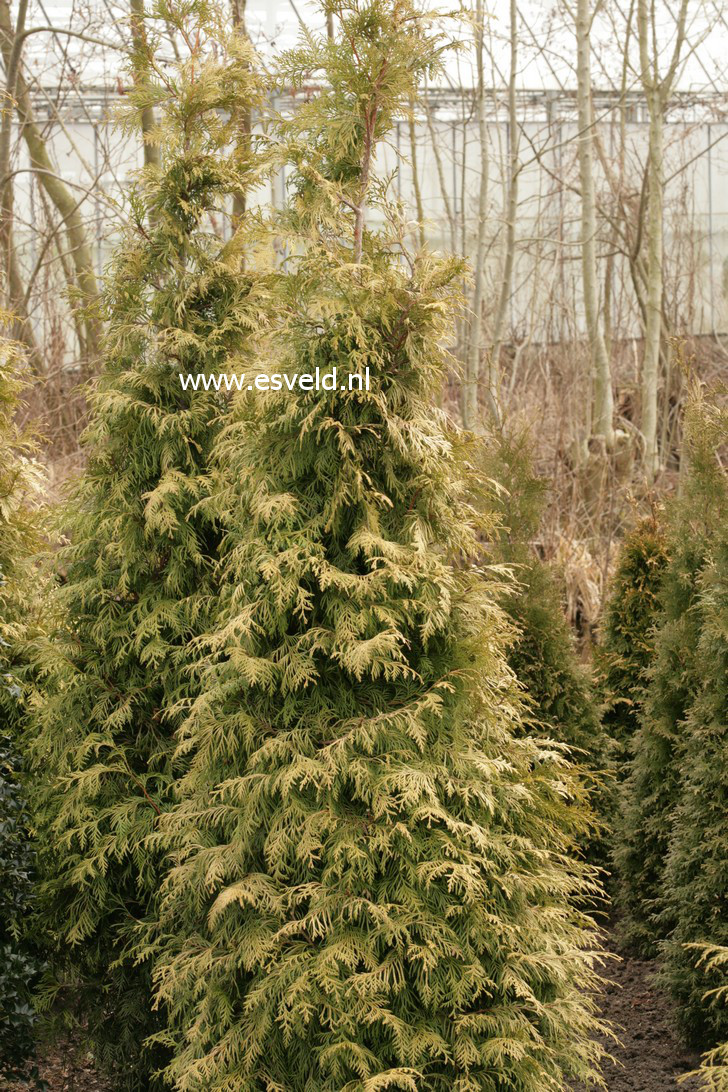 Thuja plicata 'Gracilis Aurea'