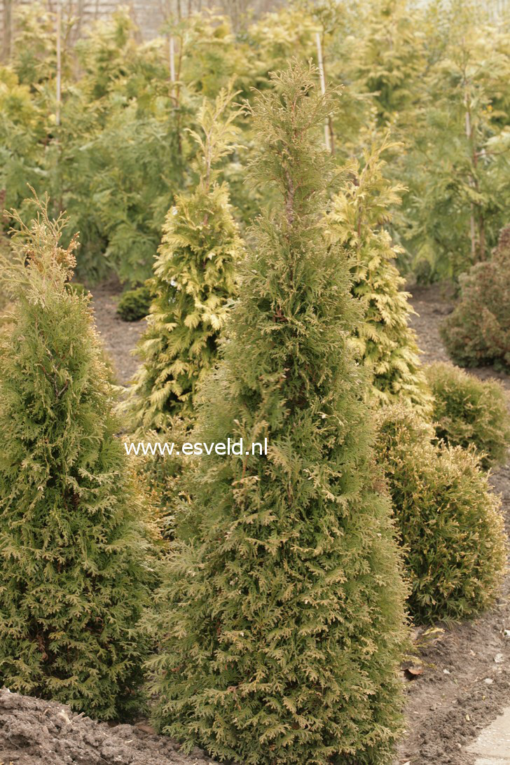 Thuja occidentalis 'Pyramidalis Compacta'