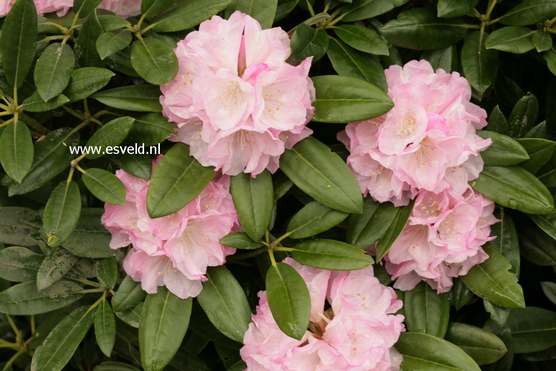 Rhododendron degronianum