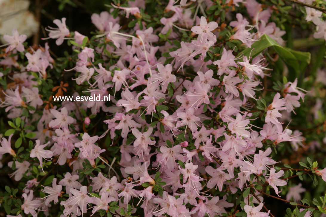Rhododendron serpyllifolium