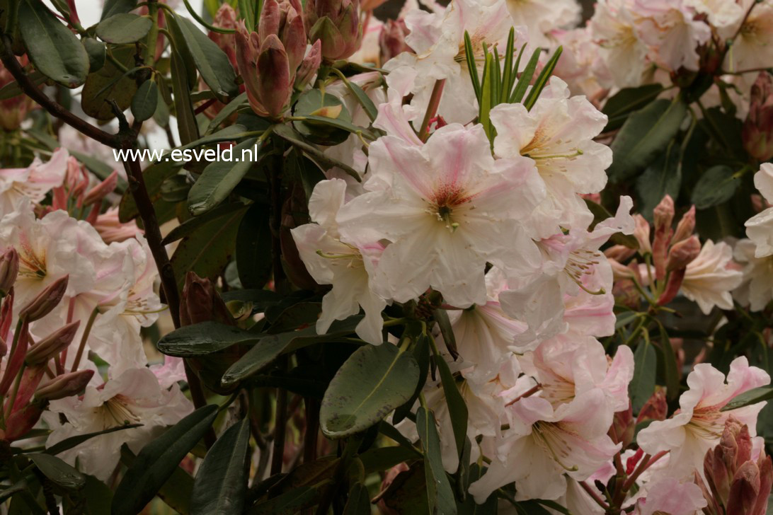 Rhododendron decorum