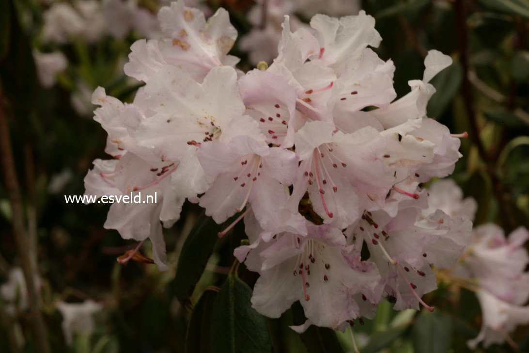 Rhododendron rubiginosum