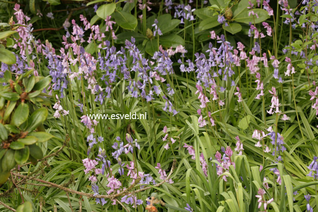 Hyacinthoides hispanica 'Miss World'