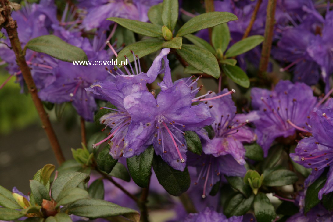 Rhododendron russatum