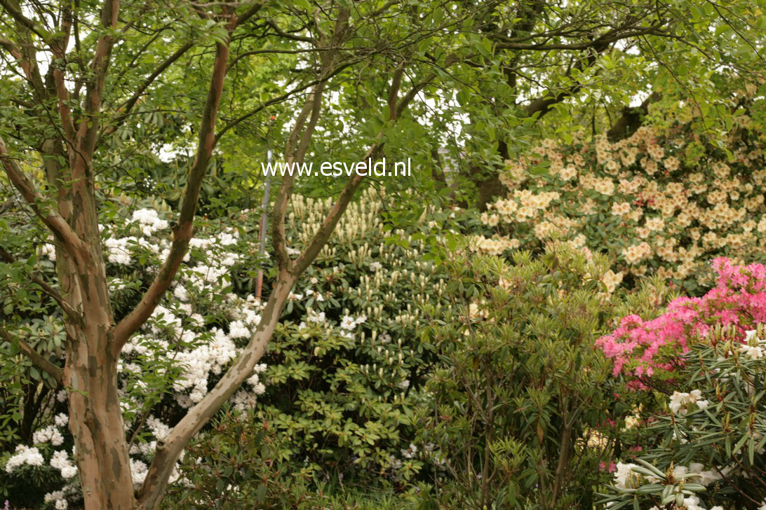 Stewartia pseudocamellia