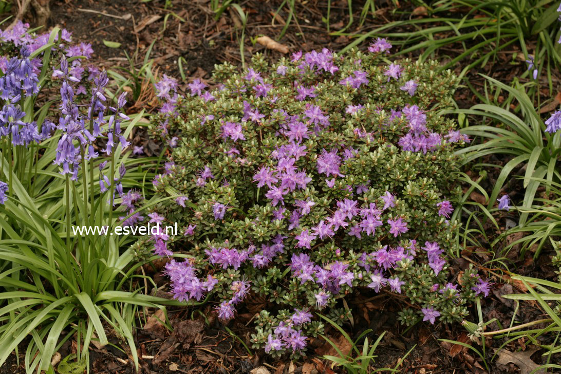 Rhododendron impeditum