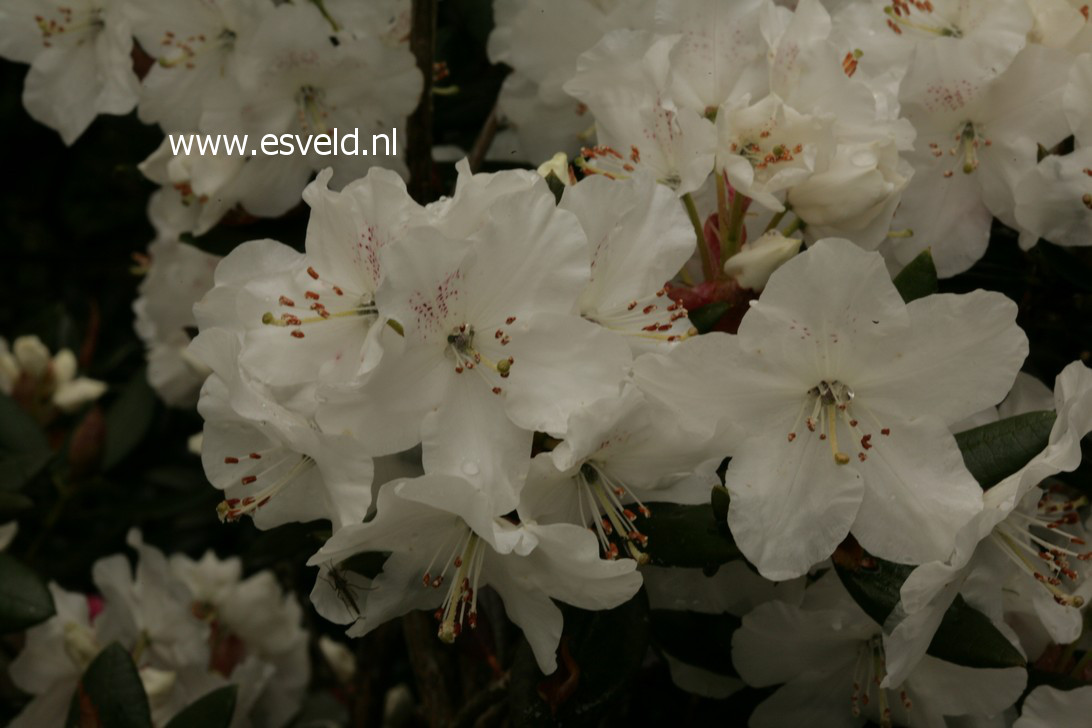 Plantentuin Esveld
