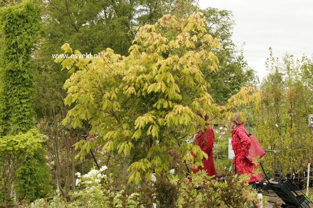 Aesculus neglecta 'Erythroblastos'