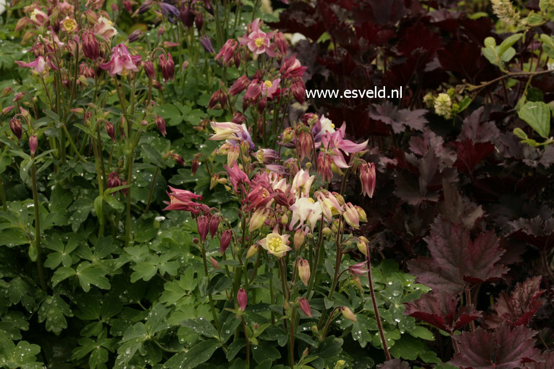 Aquilegia 'Biedermeier'