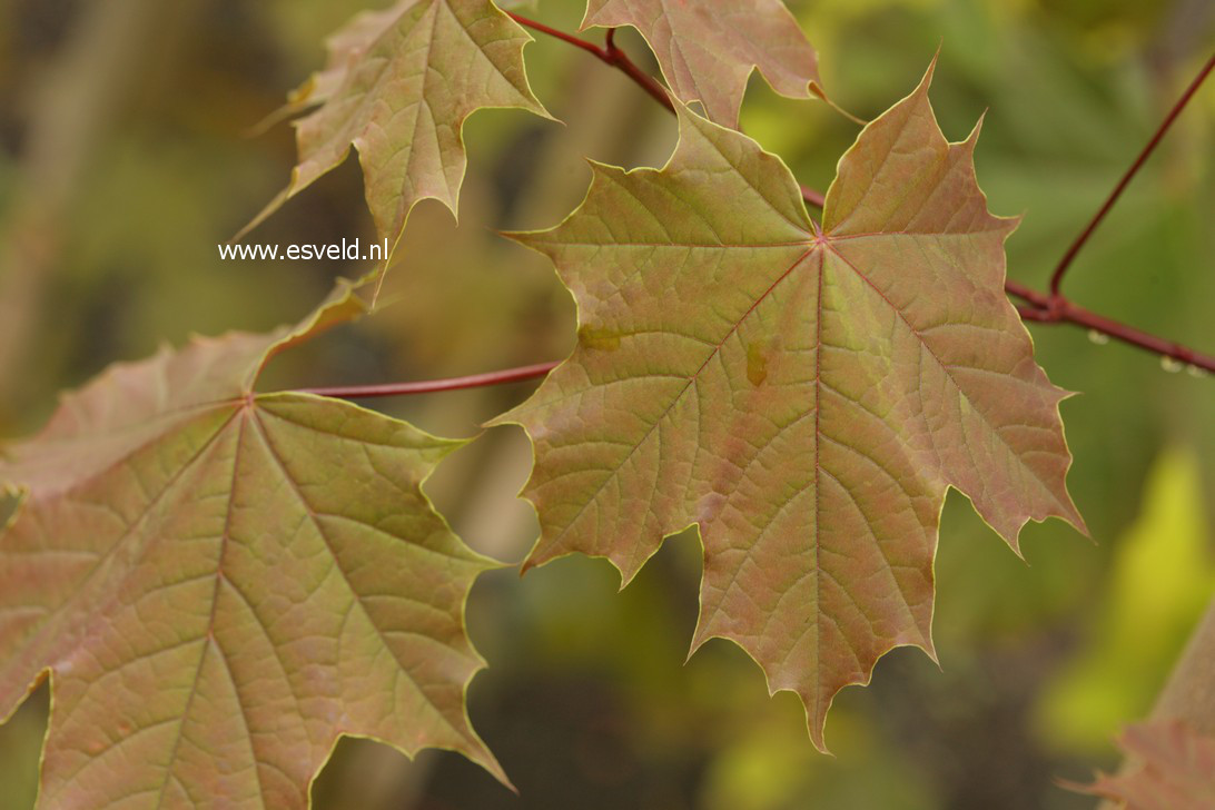 Acer platanoides 'Meyering'