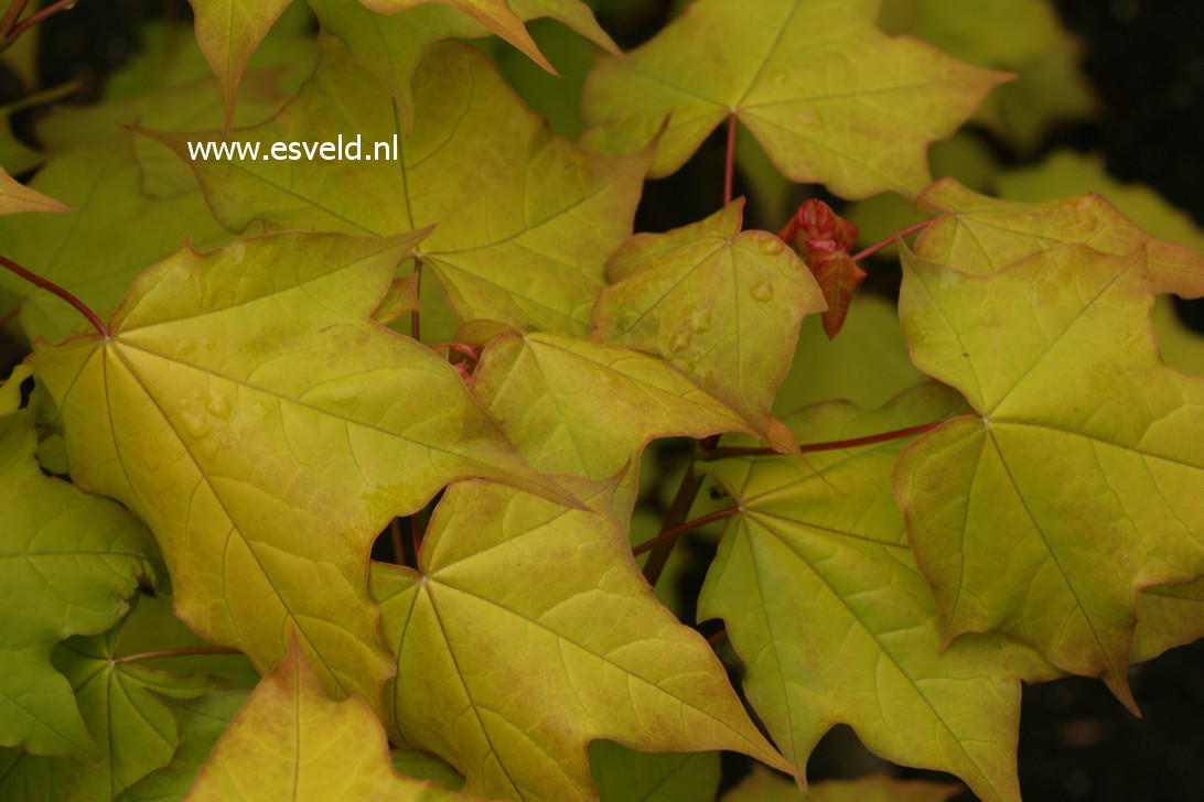 Acer cappadocicum 'De Oirsprong'