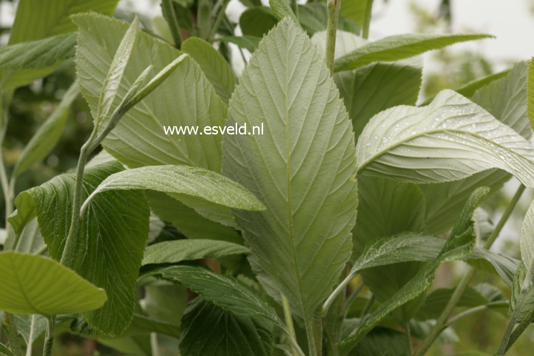 Sorbus thibetica 'John Mitchell'