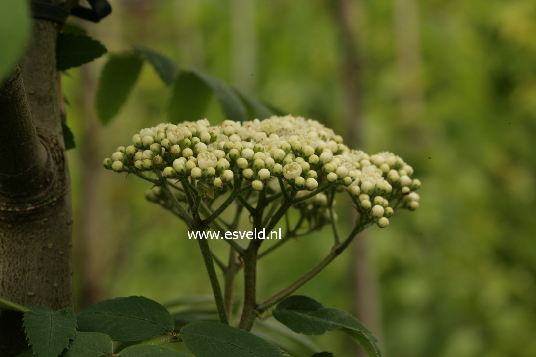 Sorbus japonica