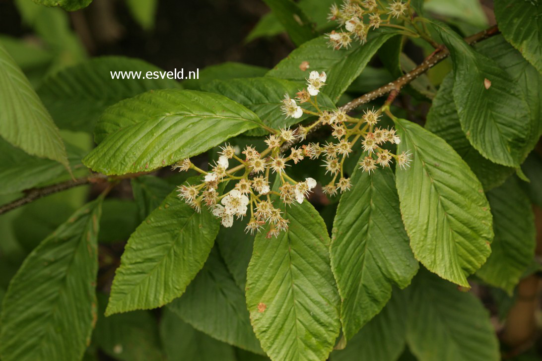 Sorbus caloneura