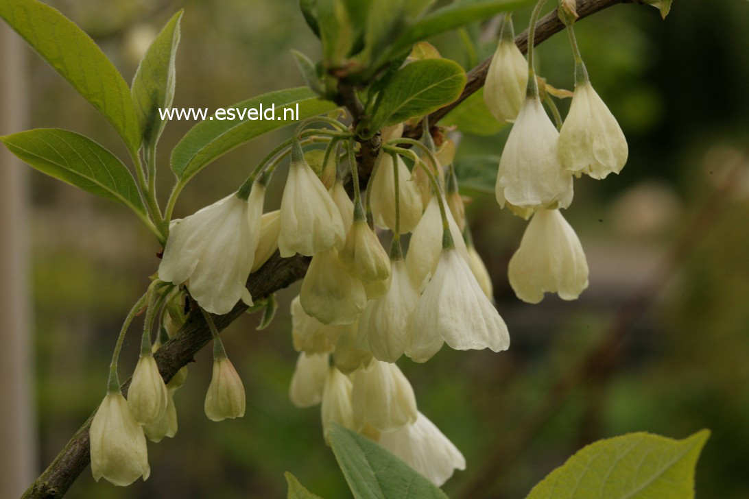 Halesia monticola