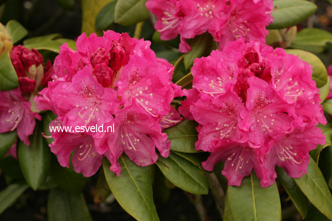 Rhododendron 'Pink Lady'