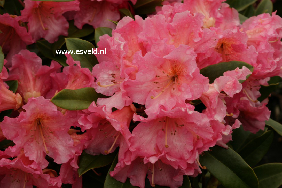 Rhododendron 'Orange Girl'