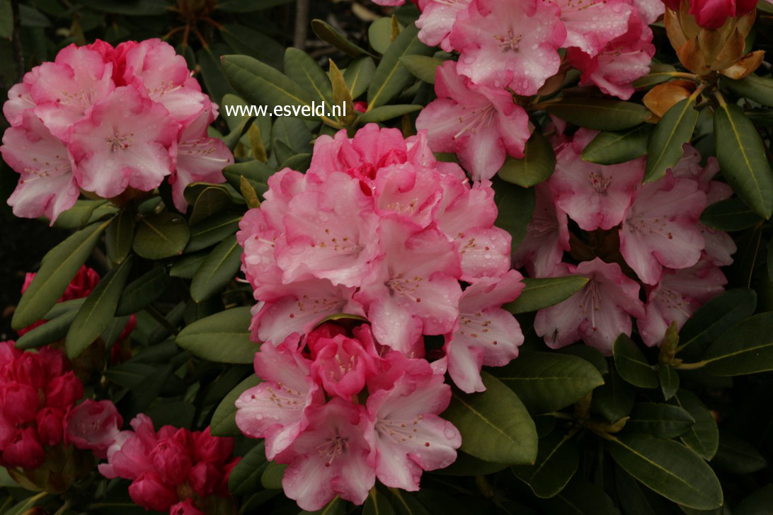 Rhododendron 'Papageno'