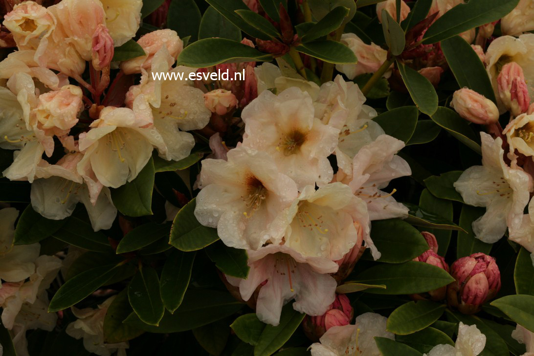 Rhododendron 'Golden Melody'