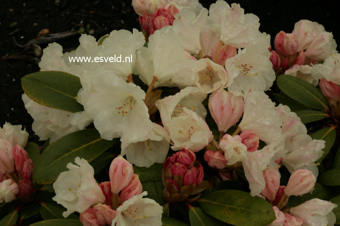 Rhododendron 'Bob Bovee'
