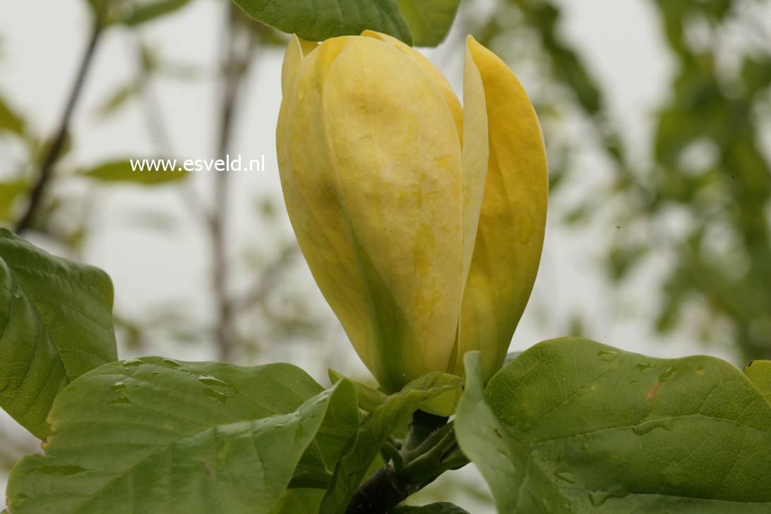 Magnolia brooklynensis 'Yellow Bird'