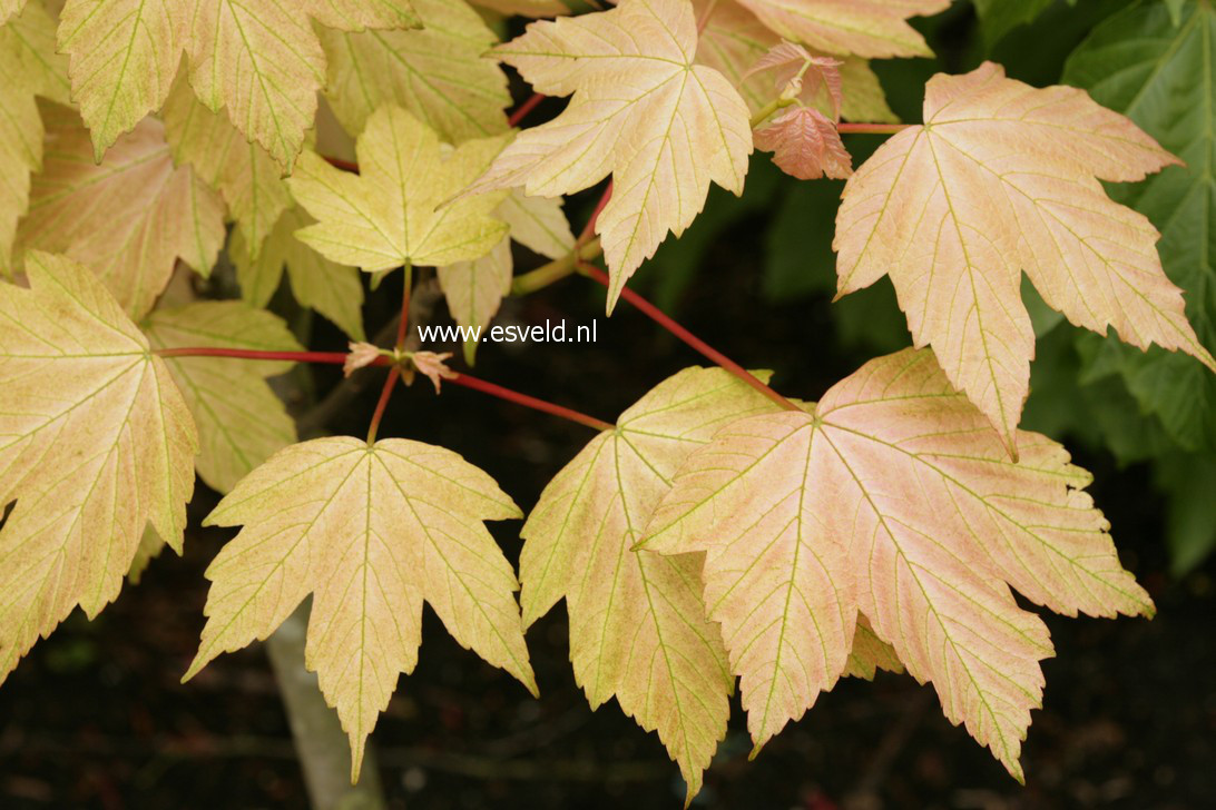 Acer pseudoplatanus 'Brilliantissimum'