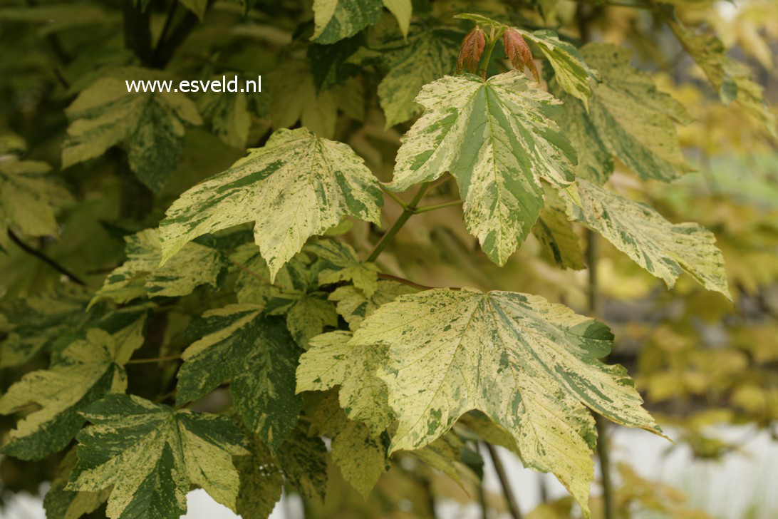 Acer pseudoplatanus 'Prince Camille de Rohan'