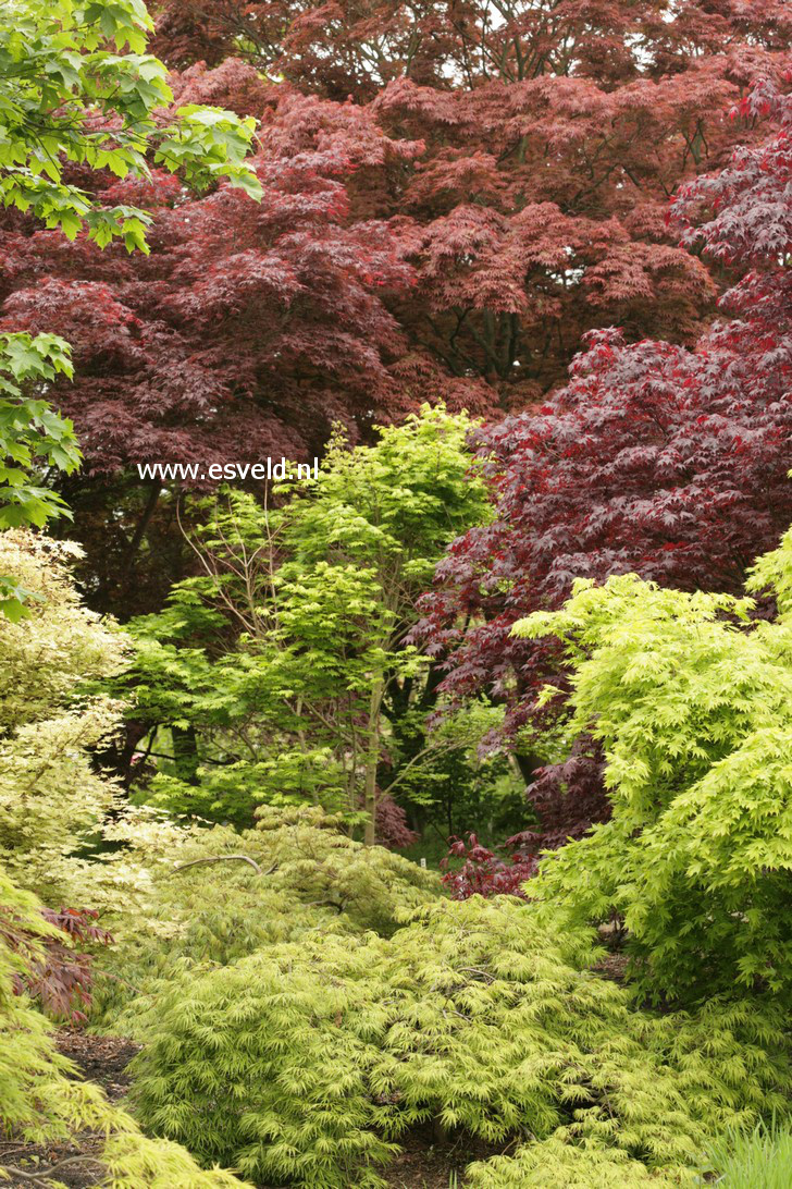 Acer palmatum