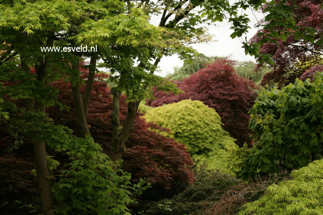 Acer palmatum