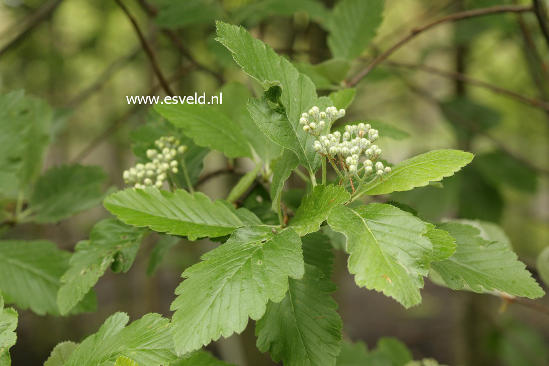 Sorbus mougeotii