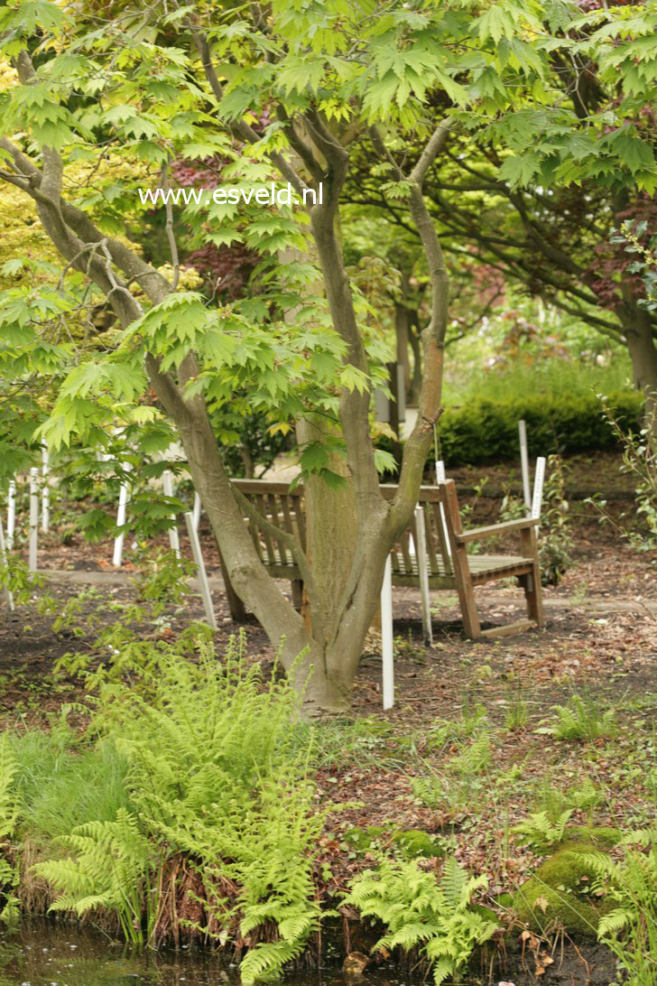 Acer japonicum 'Oh isami'