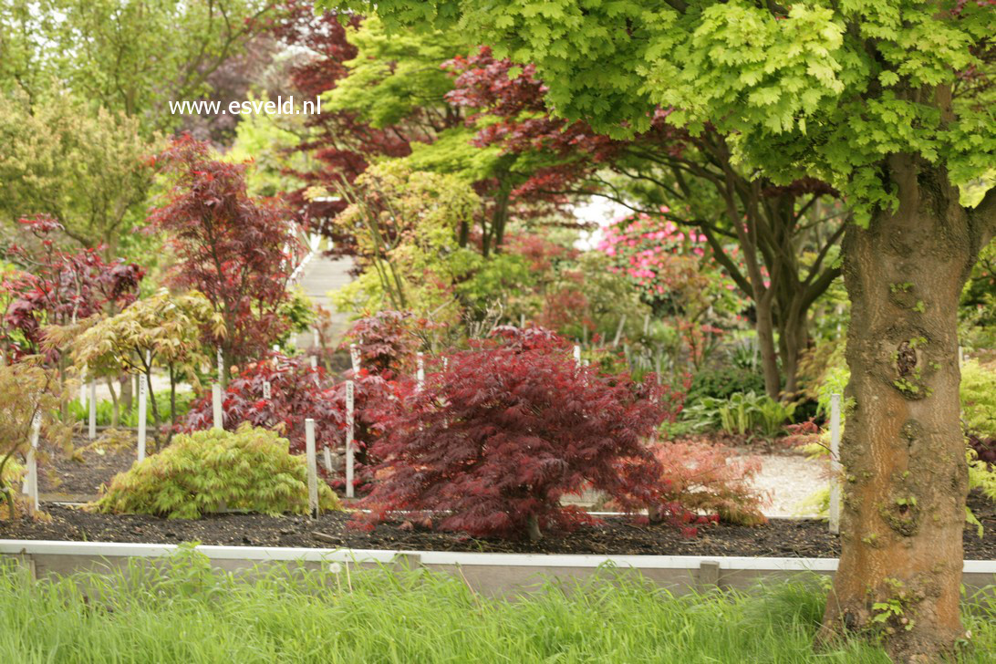 Acer palmatum