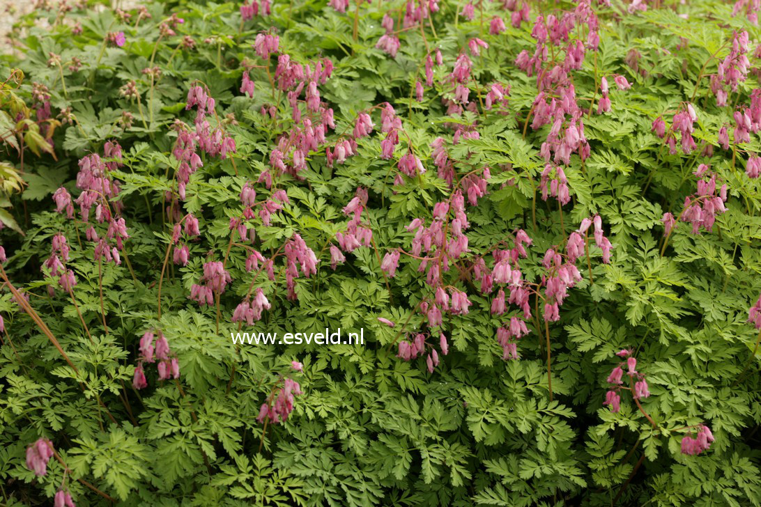 Dicentra formosa 'Luxuriant'