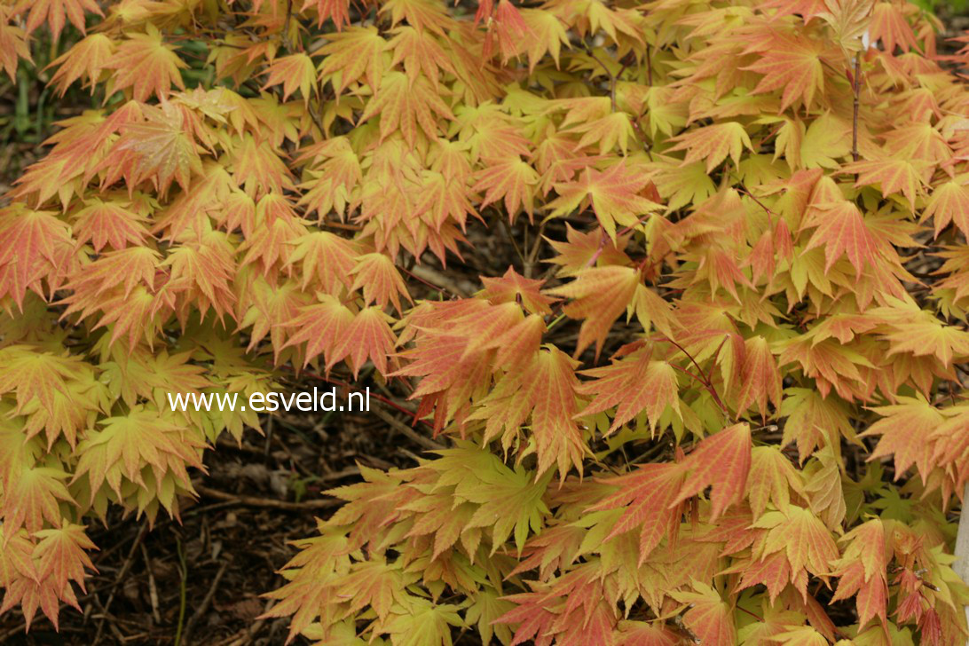 Acer shirasawanum 'Autumn Moon'