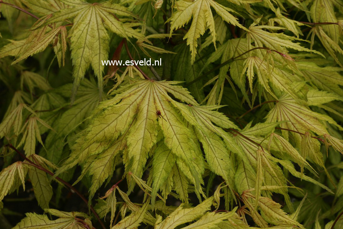 Acer palmatum 'Will's Devine'