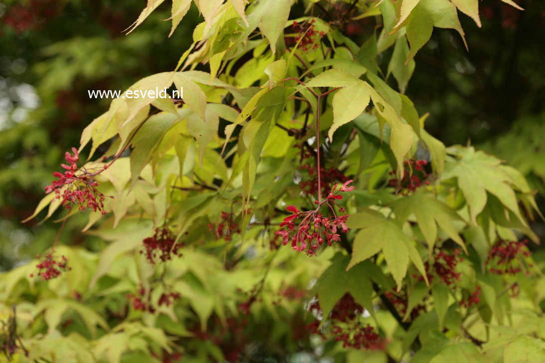 Acer palmatum 'Taihai'