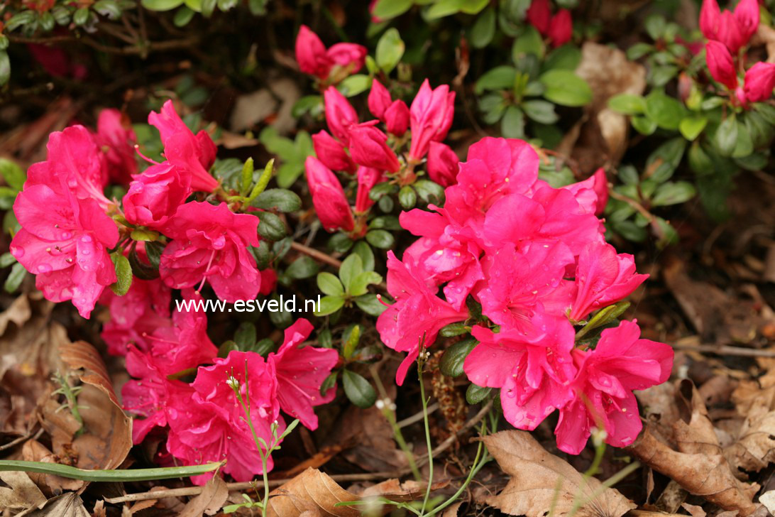 Azalea 'Canzonetta'