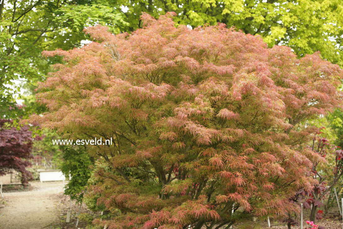 Acer palmatum 'Villa Taranto'