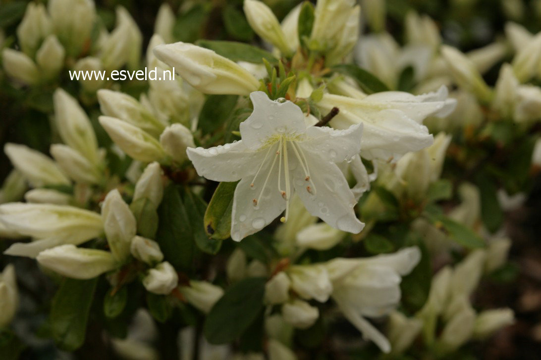 Azalea 'Palestrina'