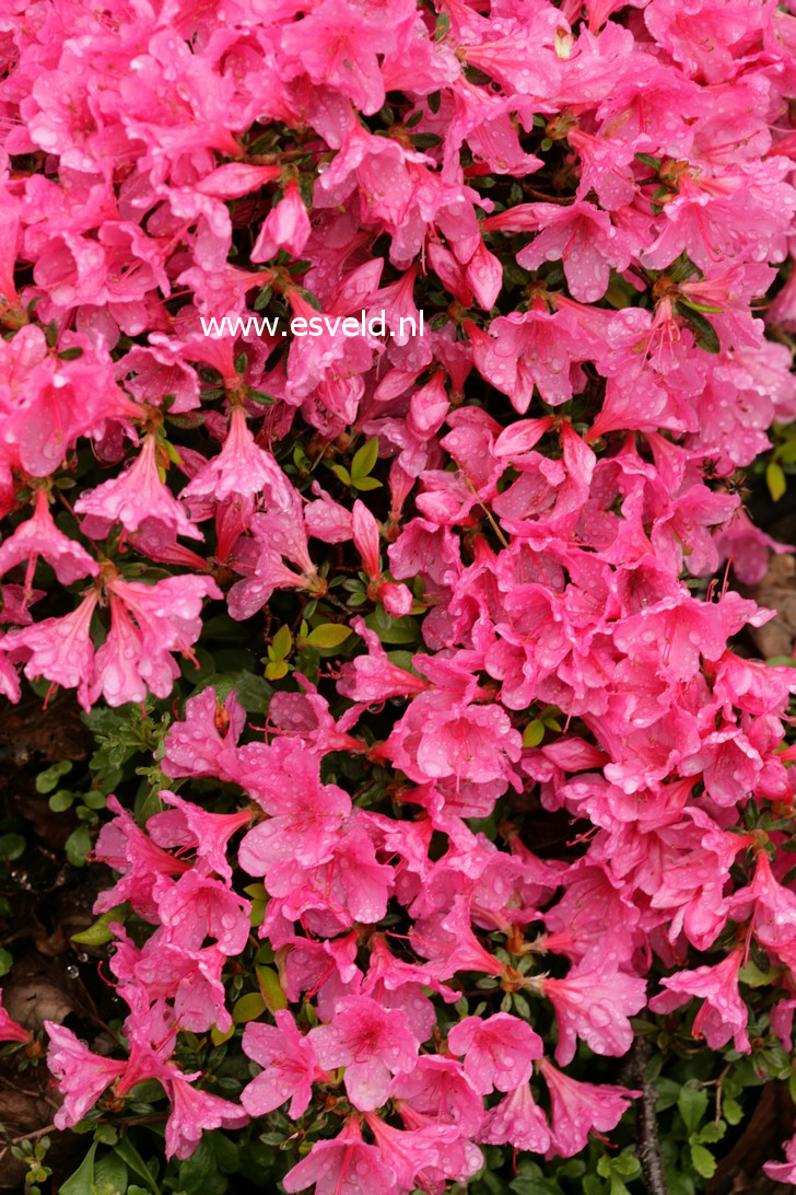 Azalea 'Madame van Hecke'