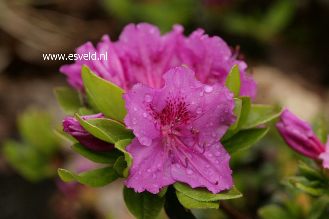 Azalea 'Königstein'