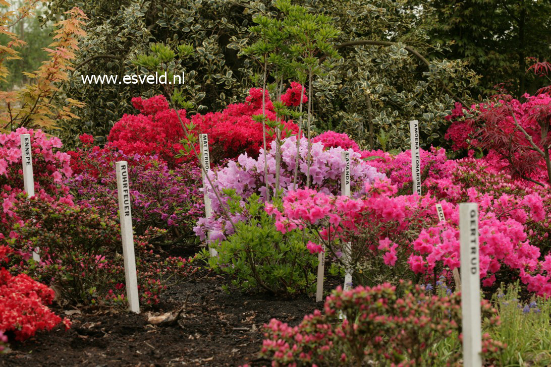 Azalea japans, onbenaamd